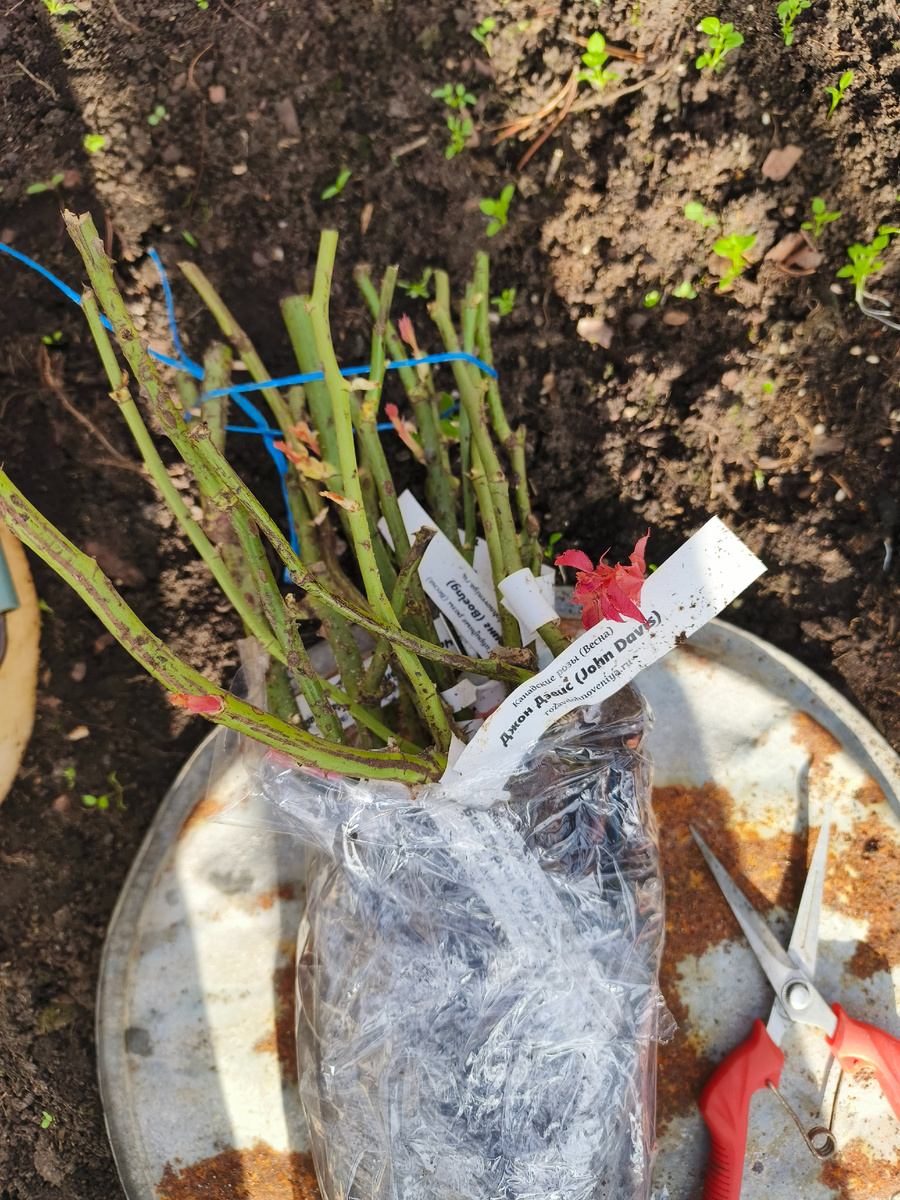 7 роз в одном кульке