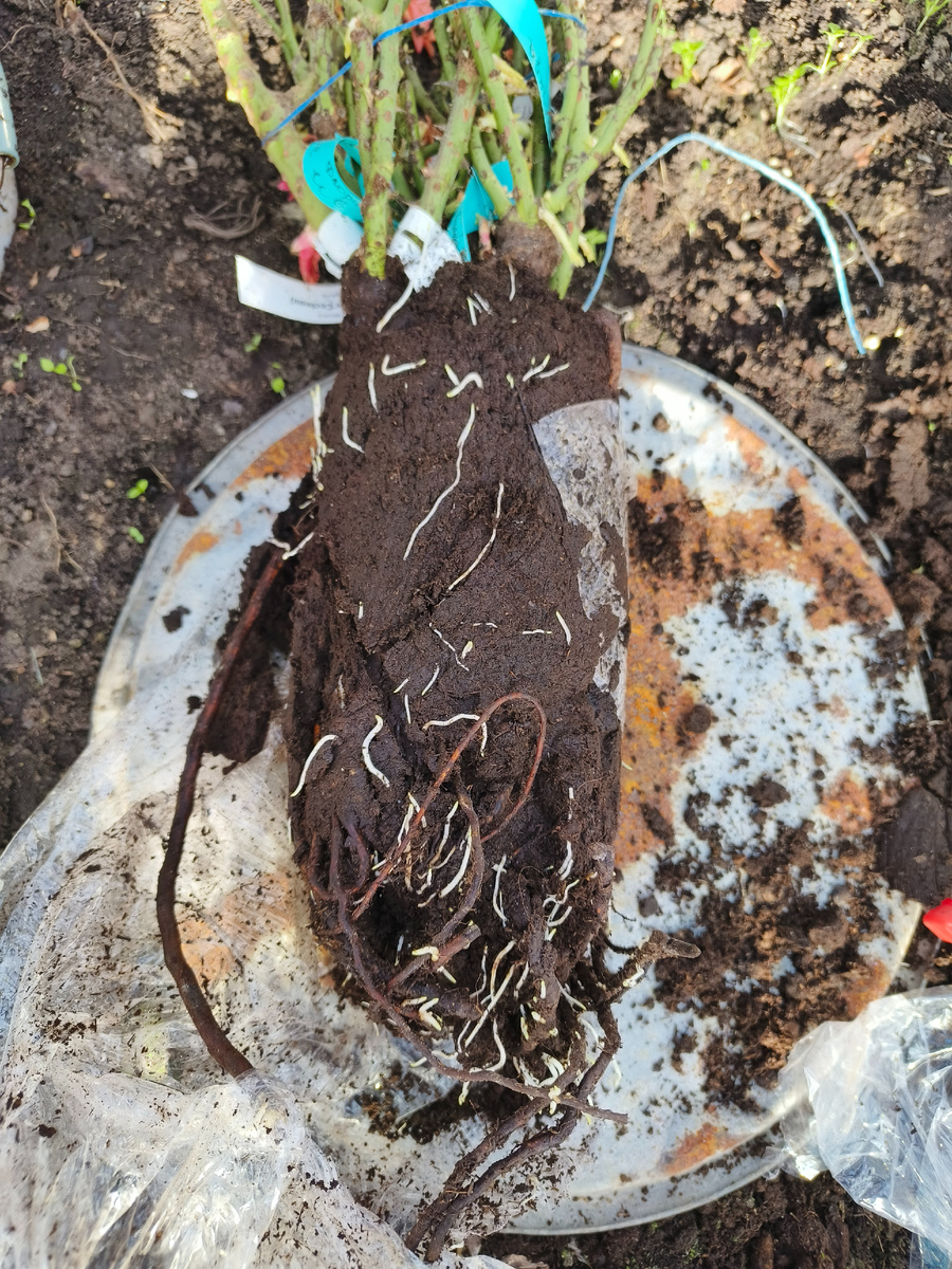 Много белых корешков признак хороших саженцев