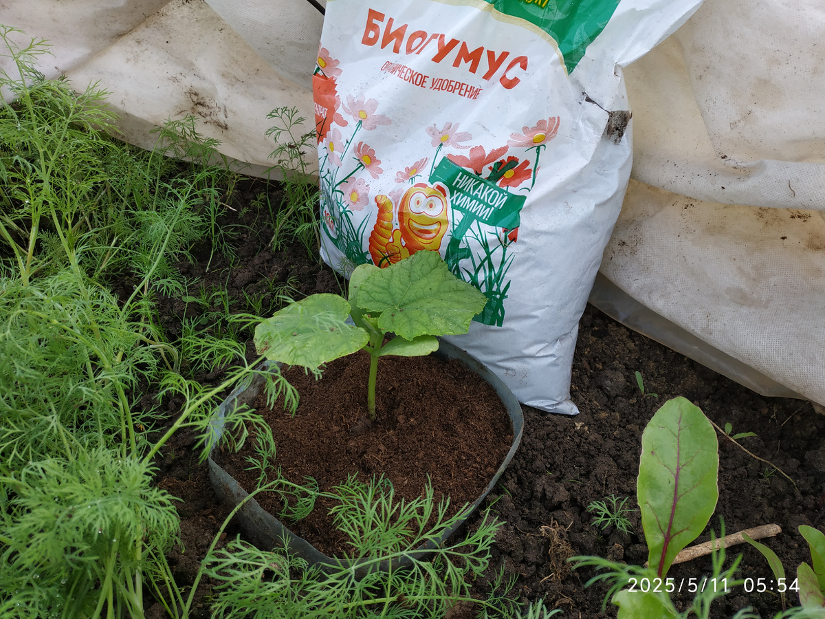 Утепляю корневую систему биогумусом