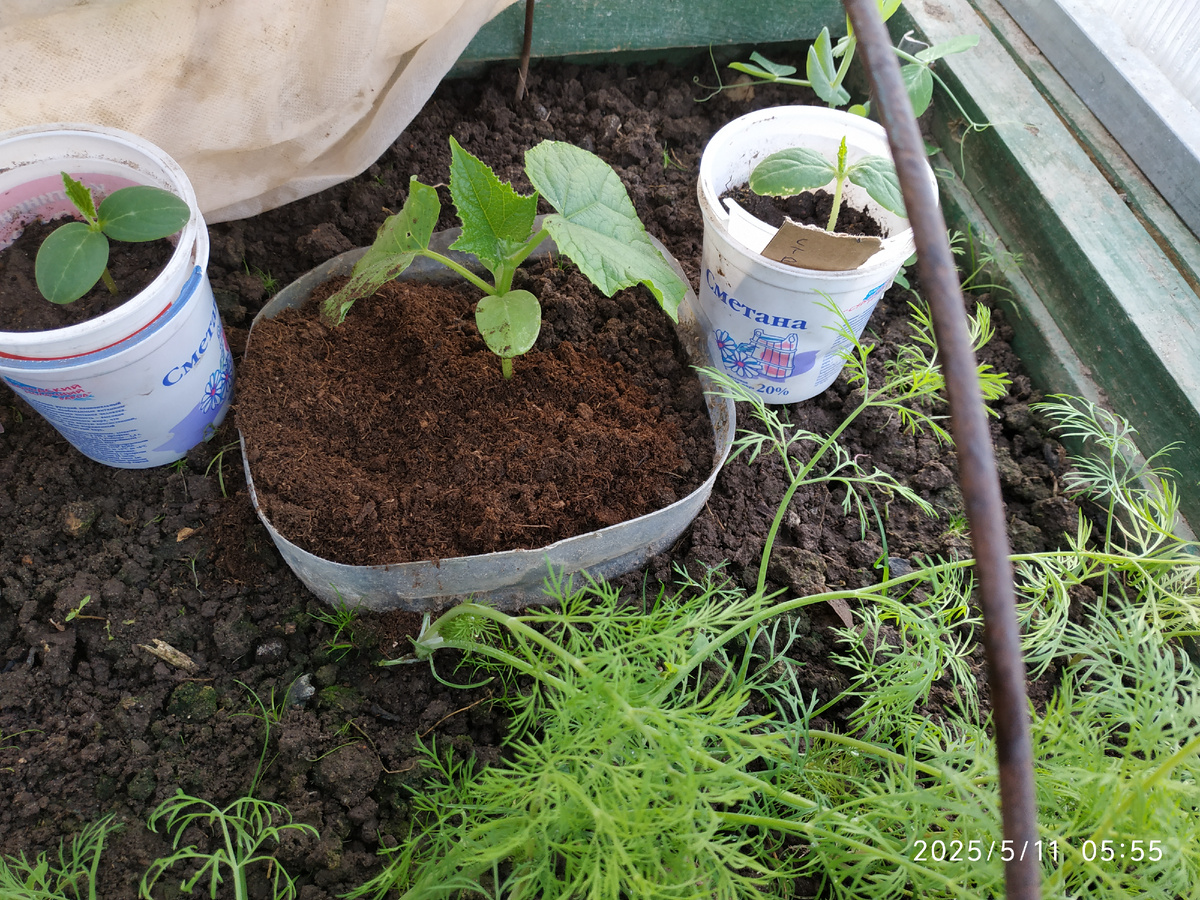 Постоянно в саду не нахожусь и приходится оставлять в теплице и рассаду огурцов