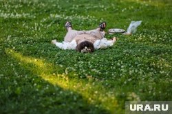     Газон нужно разбивать только на солнечном участке Размик Закарян © URA.RU