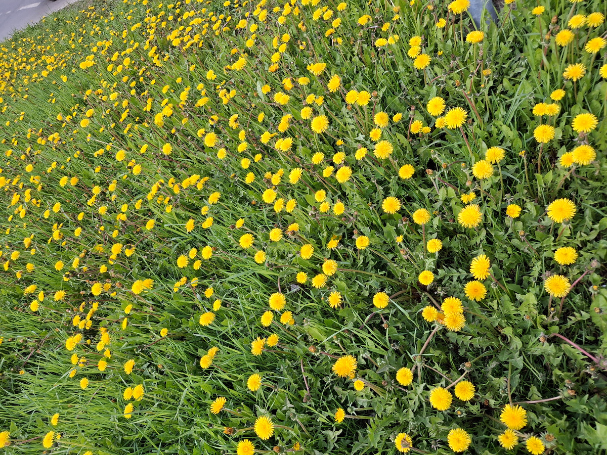 Фотография сделана автором 