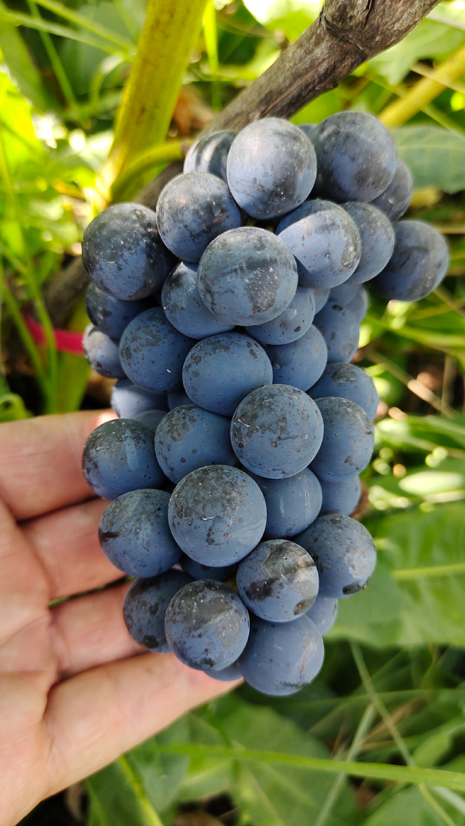 Гроздь тех. сорта. Архив 