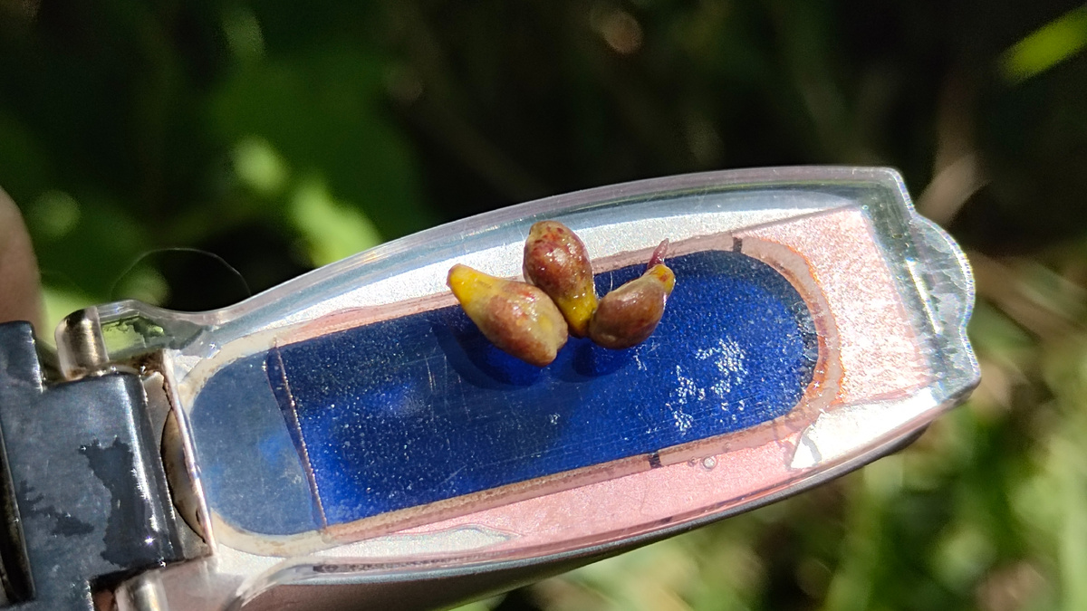 Замеры содержания сахара в соке ягод винограда и состояния косточек 