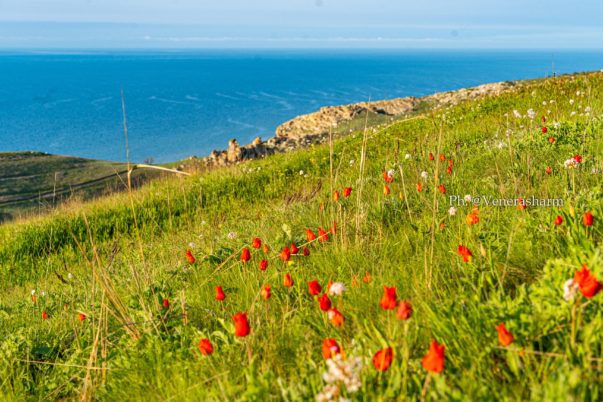 Нам очень повезло - нашли полянку с дикими тюльпанами Шренка