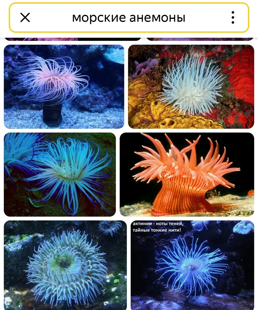 Скрин свободный доступ.