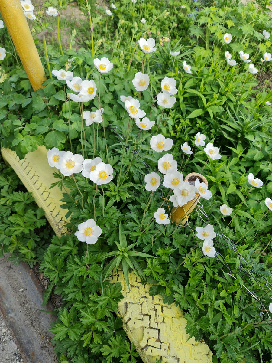 Фото автора. Домик тогда не додумалась сфотографировать)