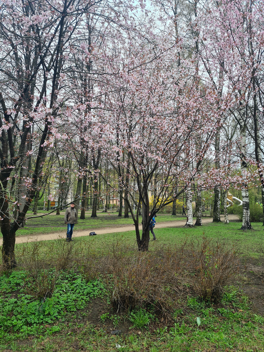 Муж и внук тоже любуются на это розовое облако