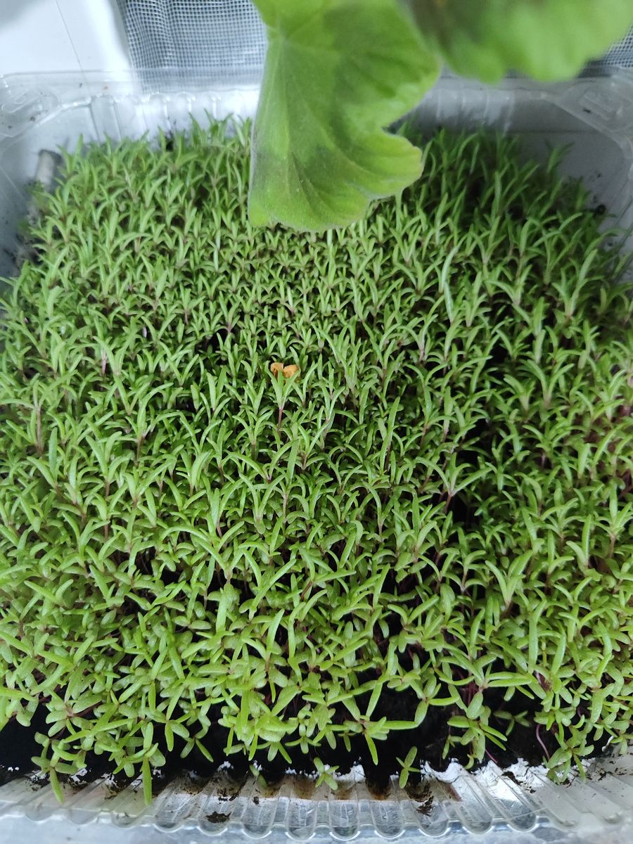 Вылез щетиной.