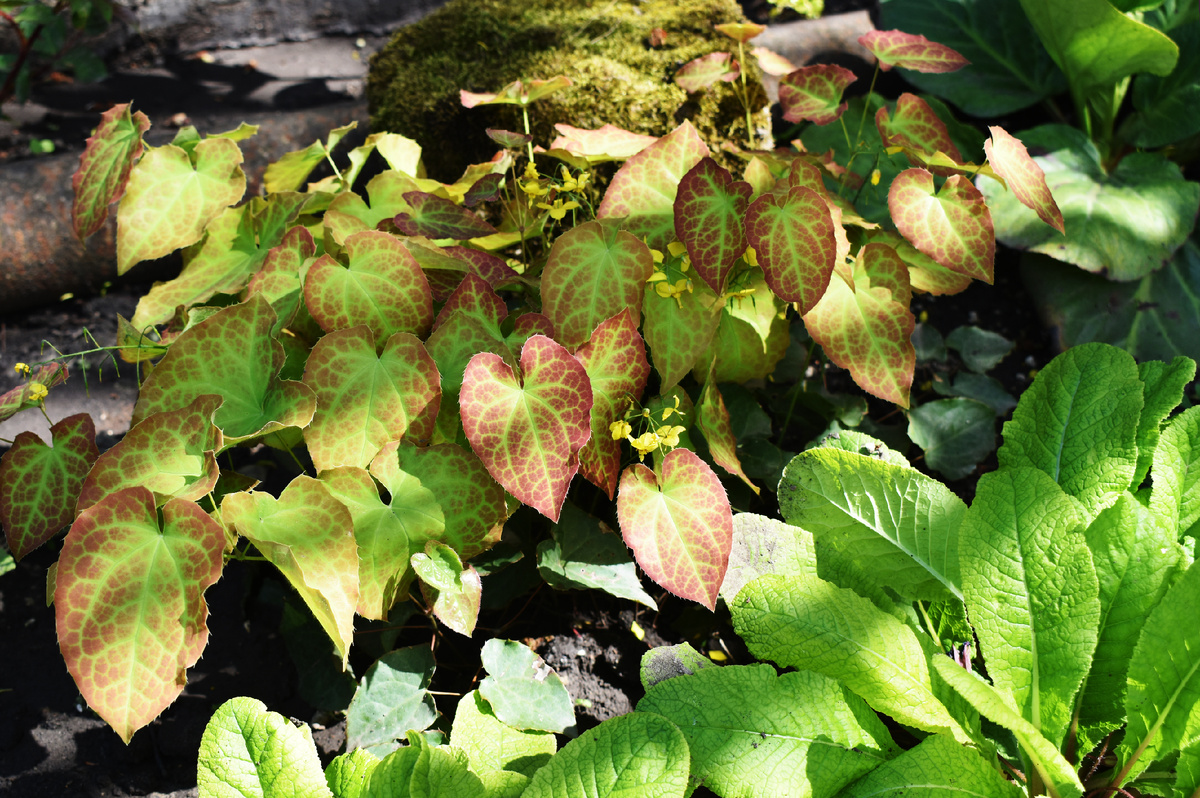 Горянка в теневом уголке оказалась великолепна. Окраску листа держала месяц вместо недели на более светлом месте.