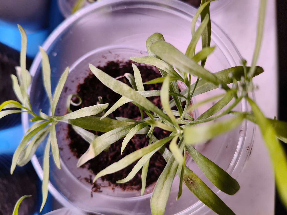 Пушистый красавчик, уже с маленькими бутончиками. 