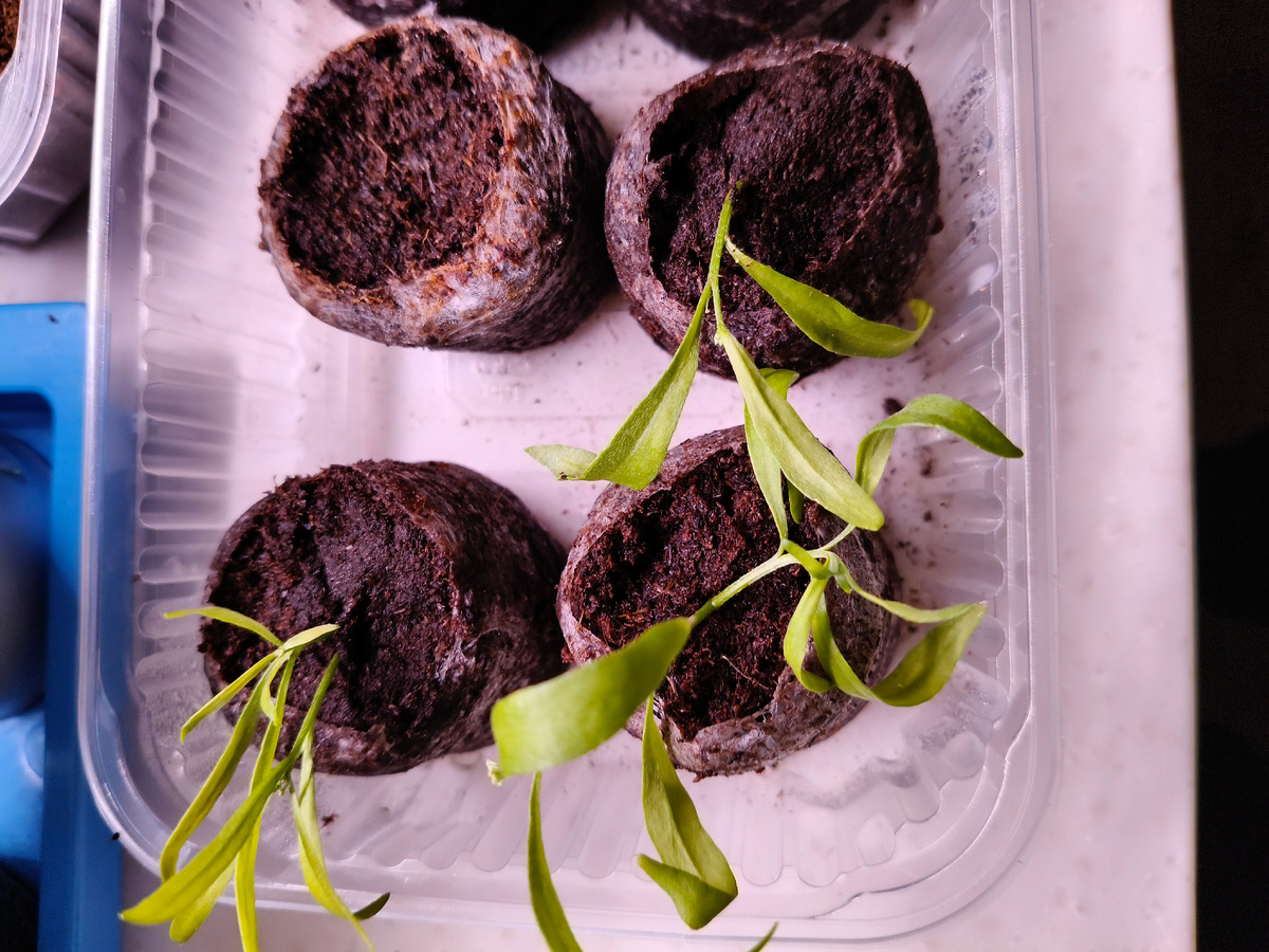 Новые черенки укореняю в торфяных таблетках. 