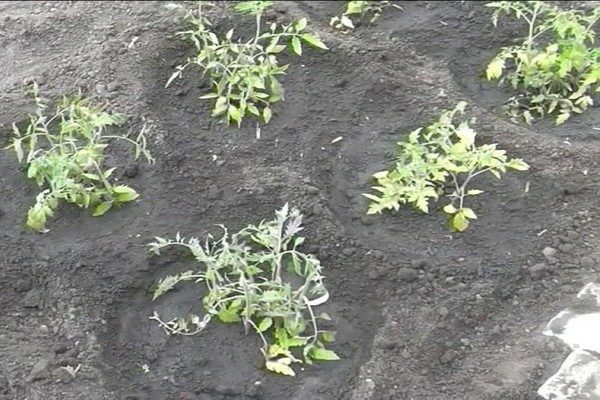 🍅 Два томата в одной лунке – секрет урожая или фатальная ошибка? Разоблачение!