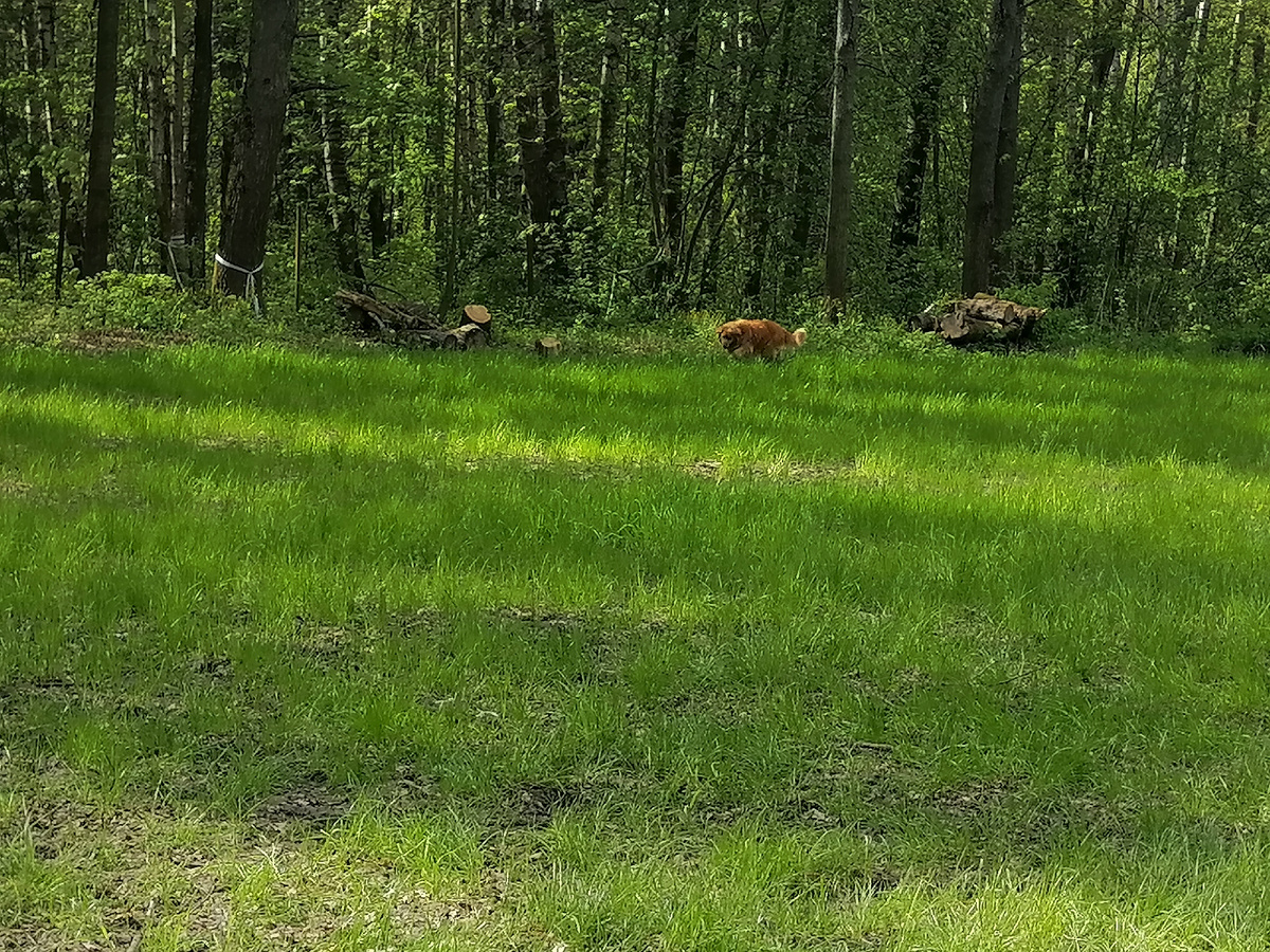 Герда на обходе