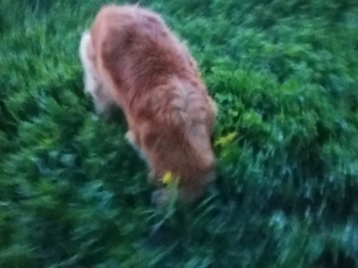 Герда копает мышиные норы