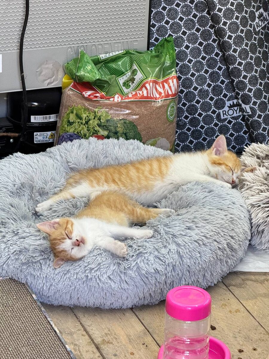 Наши пушистики