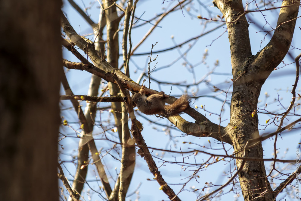 2 Белка © NickFW.ru — 01.05.2021г.