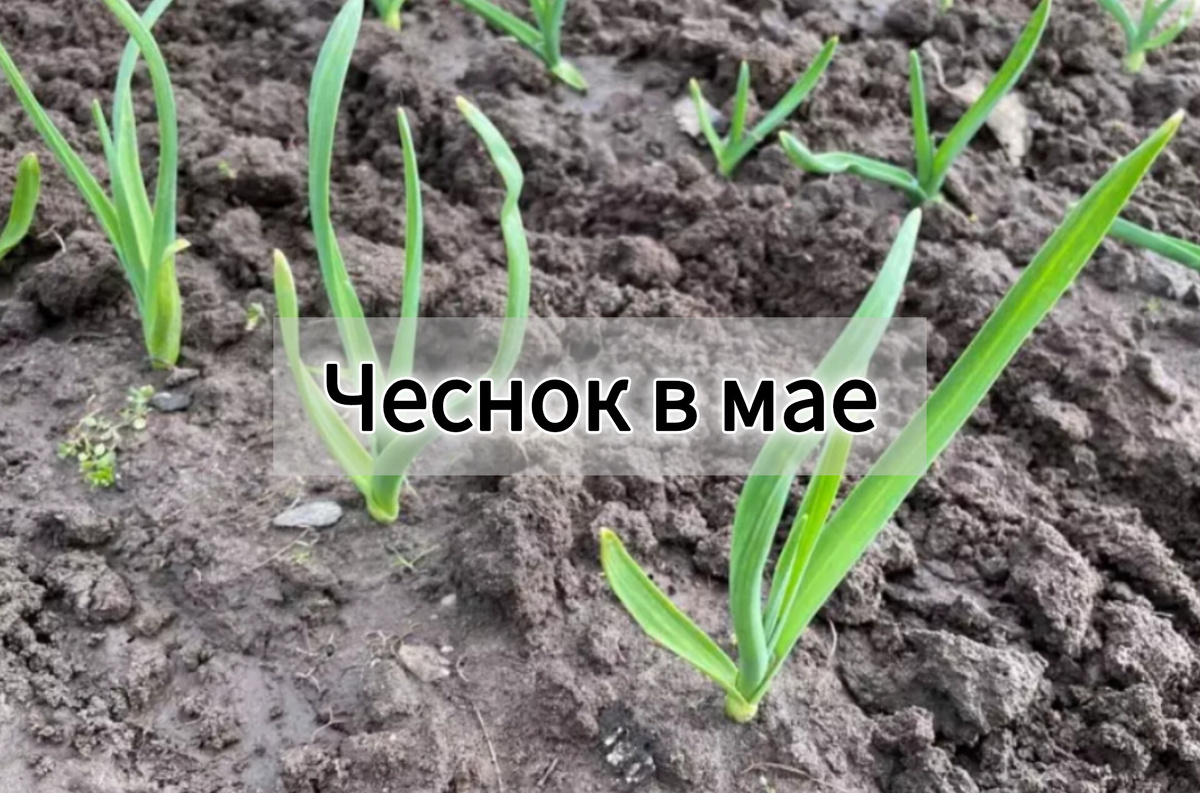 Озимый чеснок. Май