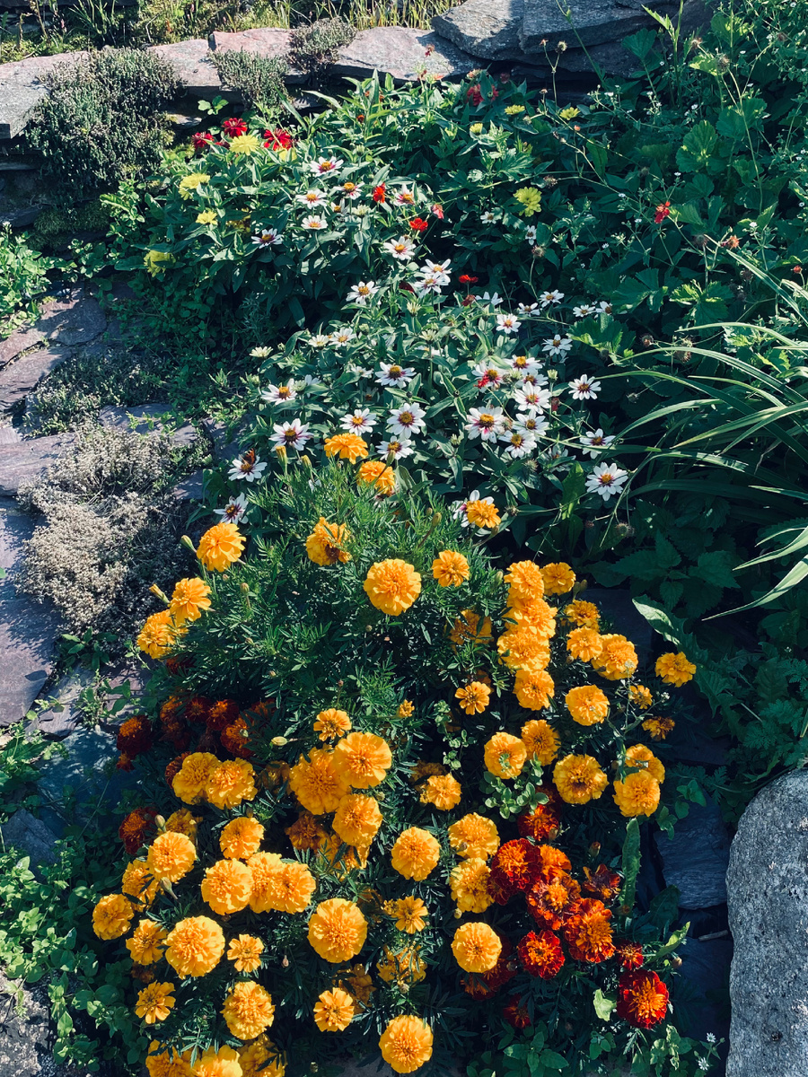 Многолетний гравилат и однолетние бархатцы с циниями сажаются в теплице семенами. Везде фото автора.