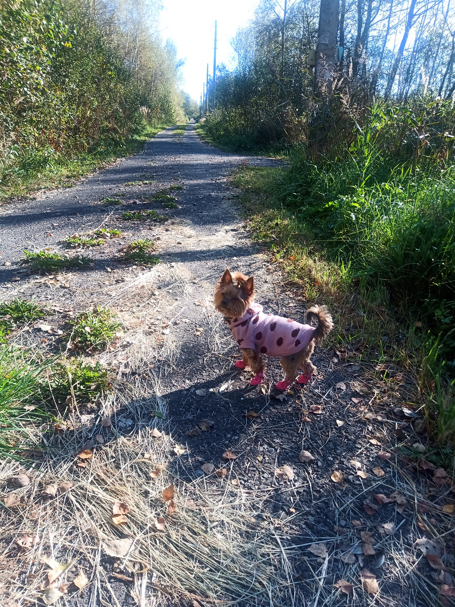 Фото центральной дороги в СНТ.