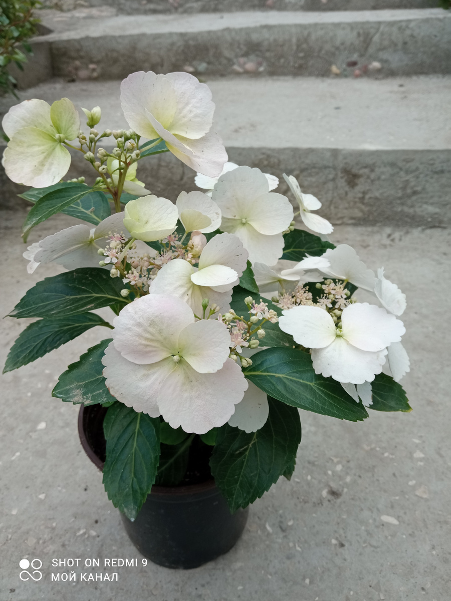 Гортензия Сбежавшая невеста. Горшочек 1л. Фото автора.