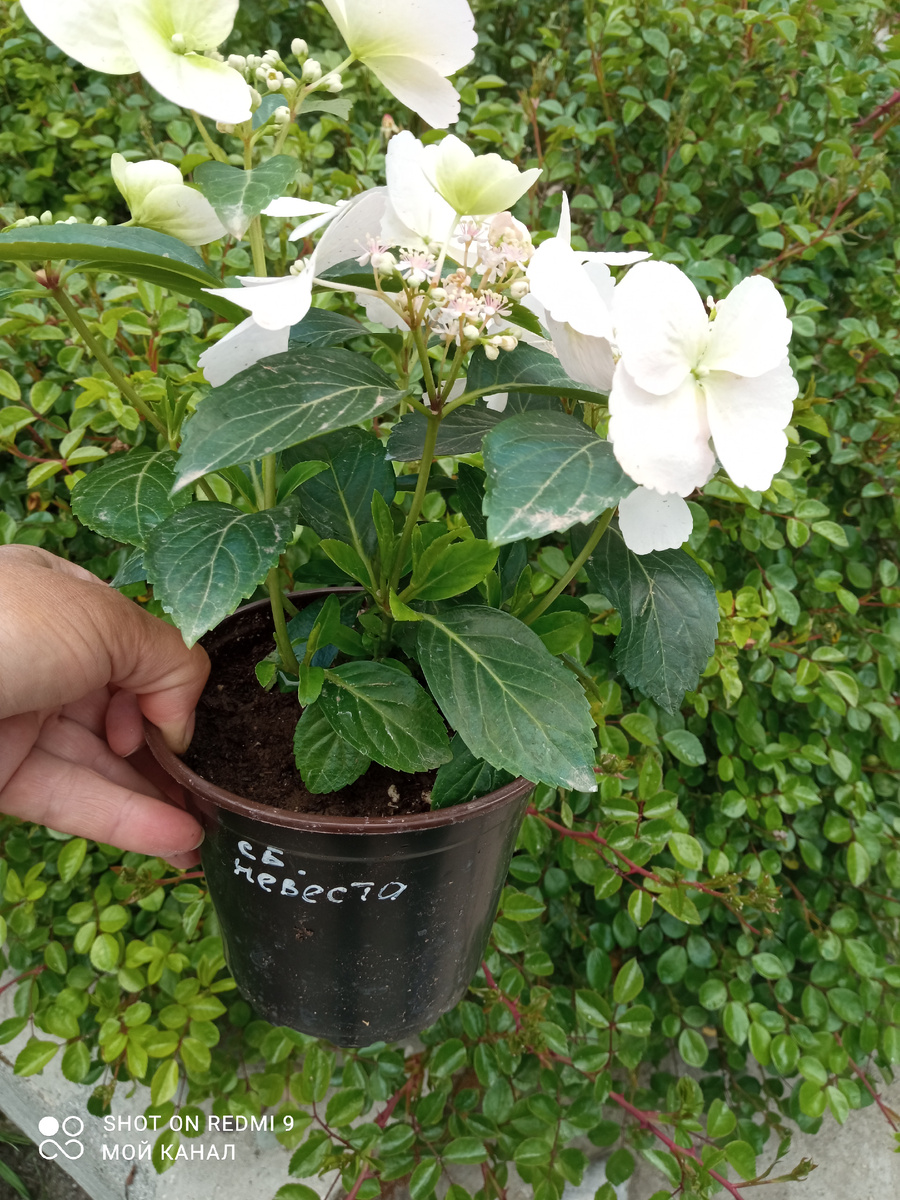 Цветущая гортензия Сбежавшая невеста. Фото автора.