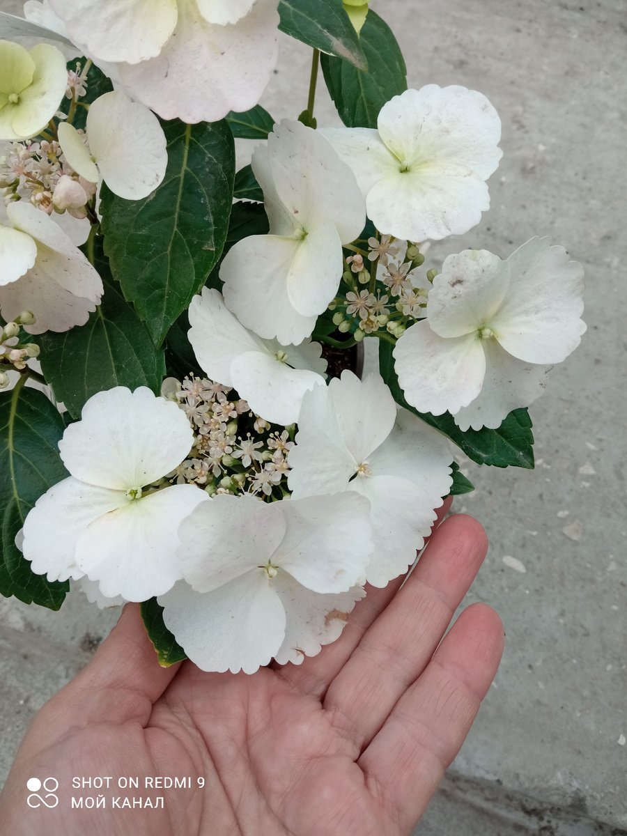 Крупные красивые кружевные цветочки гортензии Сбежавшая невеста. Фото автора.