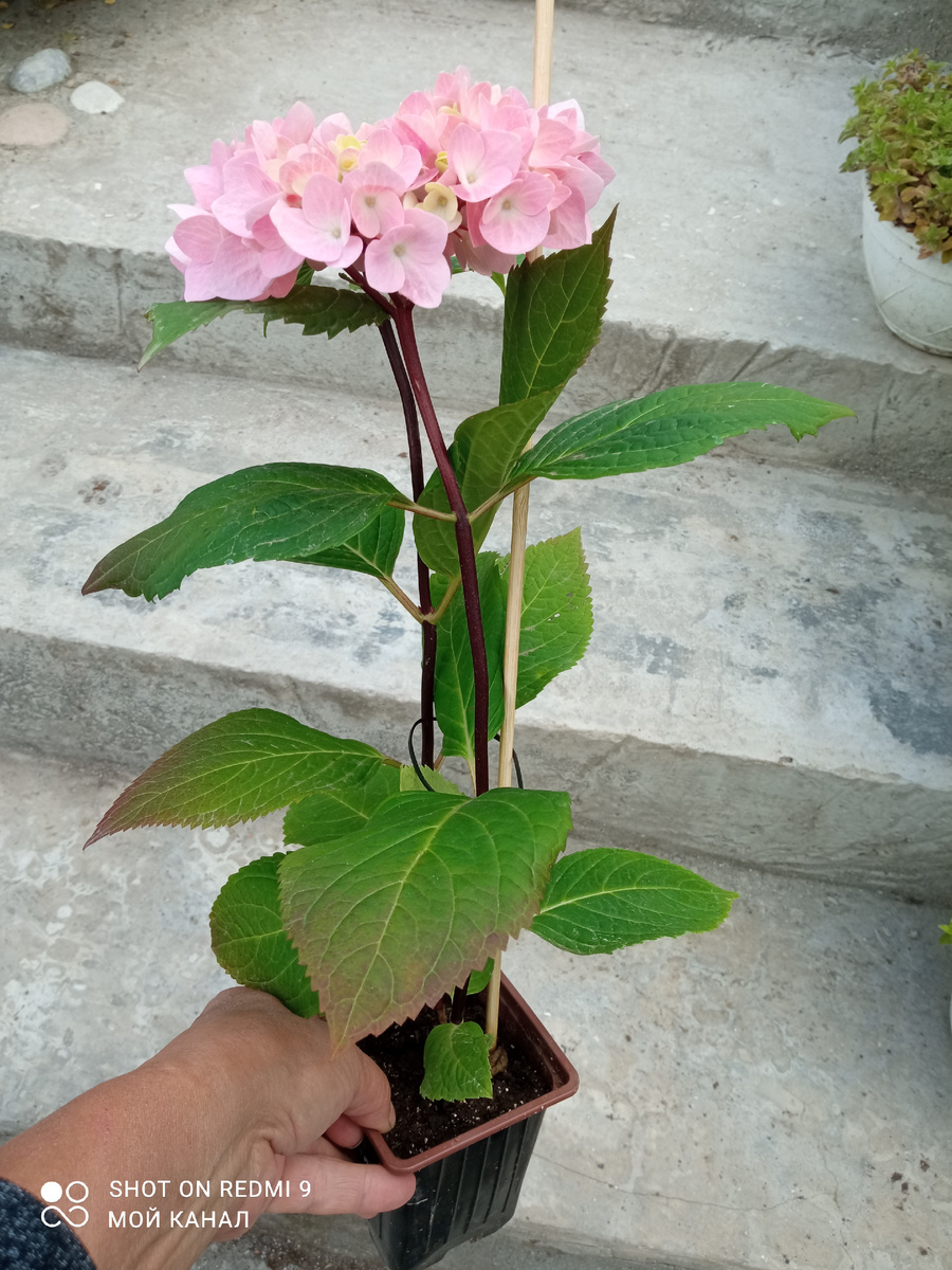 Гортензия Соу лонг Эбони. Фото автора.