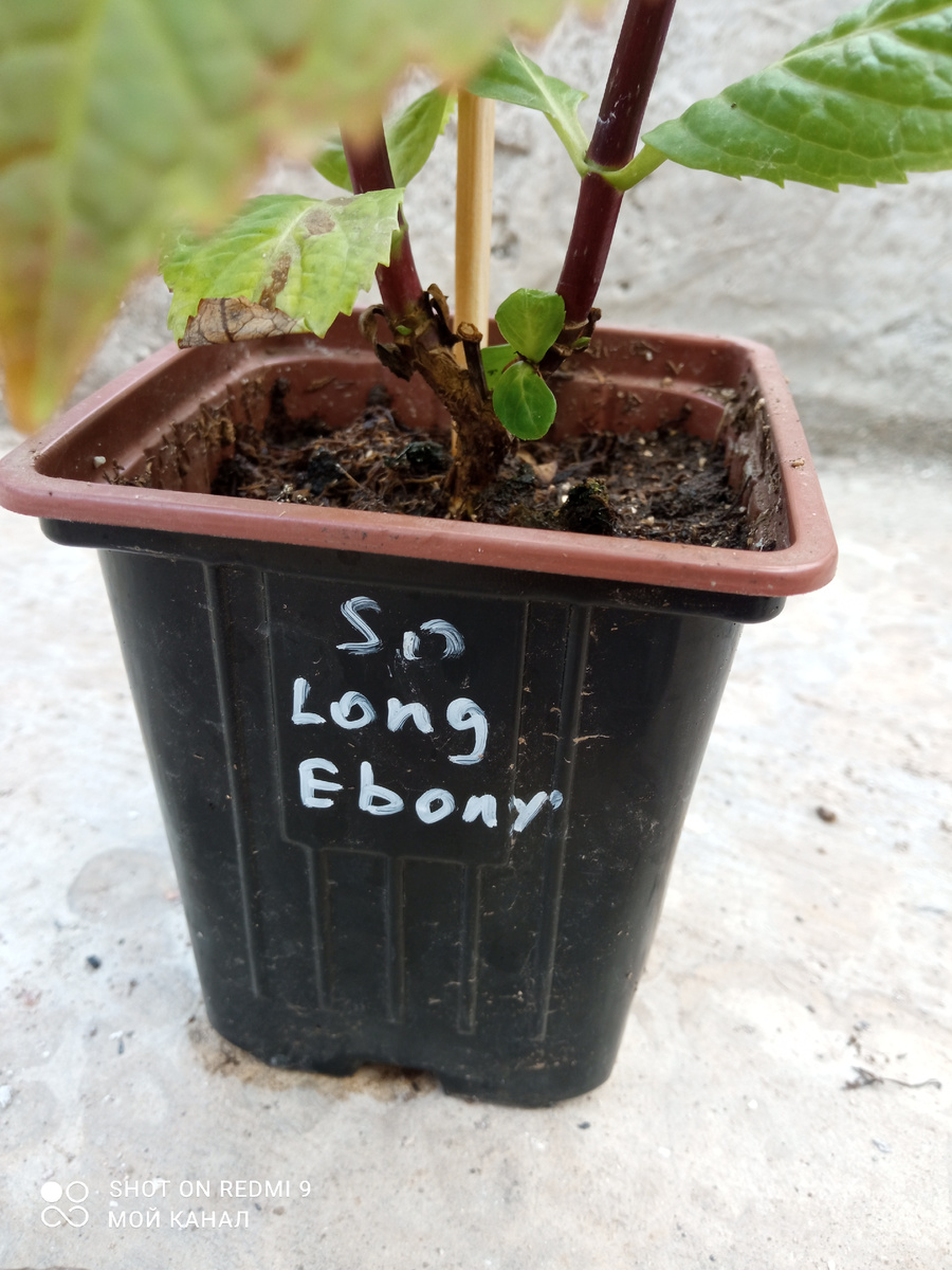 Горшочек поллитра. Высота растения около 40 см. Фото автора.