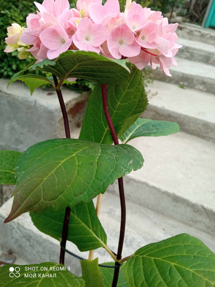 Темные стволики у Соу Лонг Эбони. Фото автора.