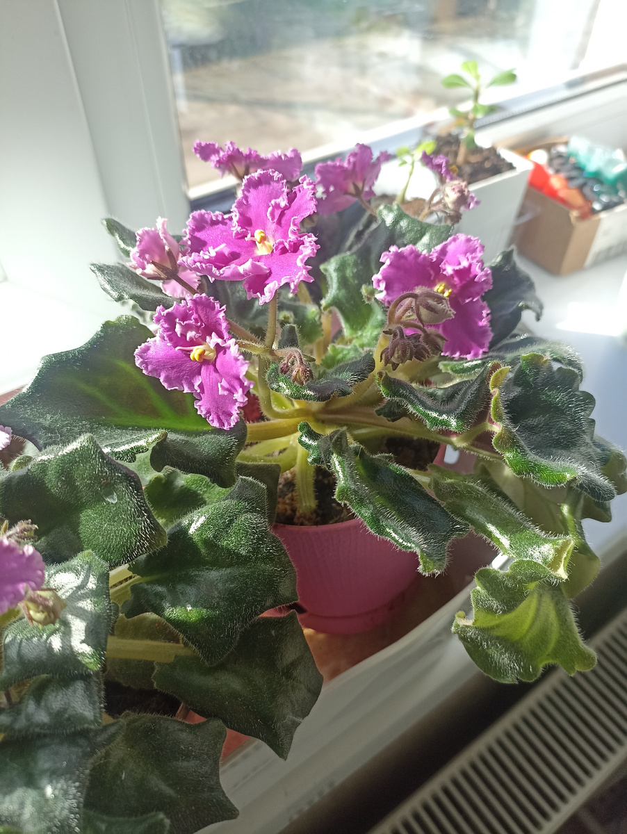 Безымянная фиалка.