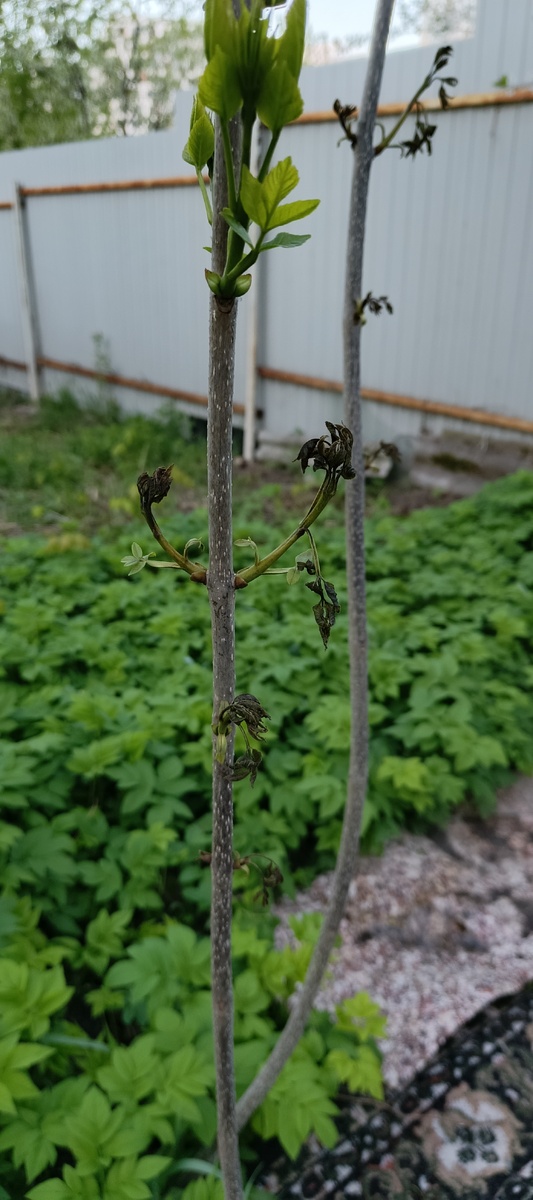 Заморозок на ясене