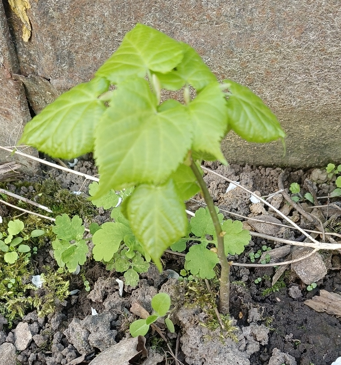 Почему-то фото уже посаженной в чашку липы не нашла 😳 мистика какая-то