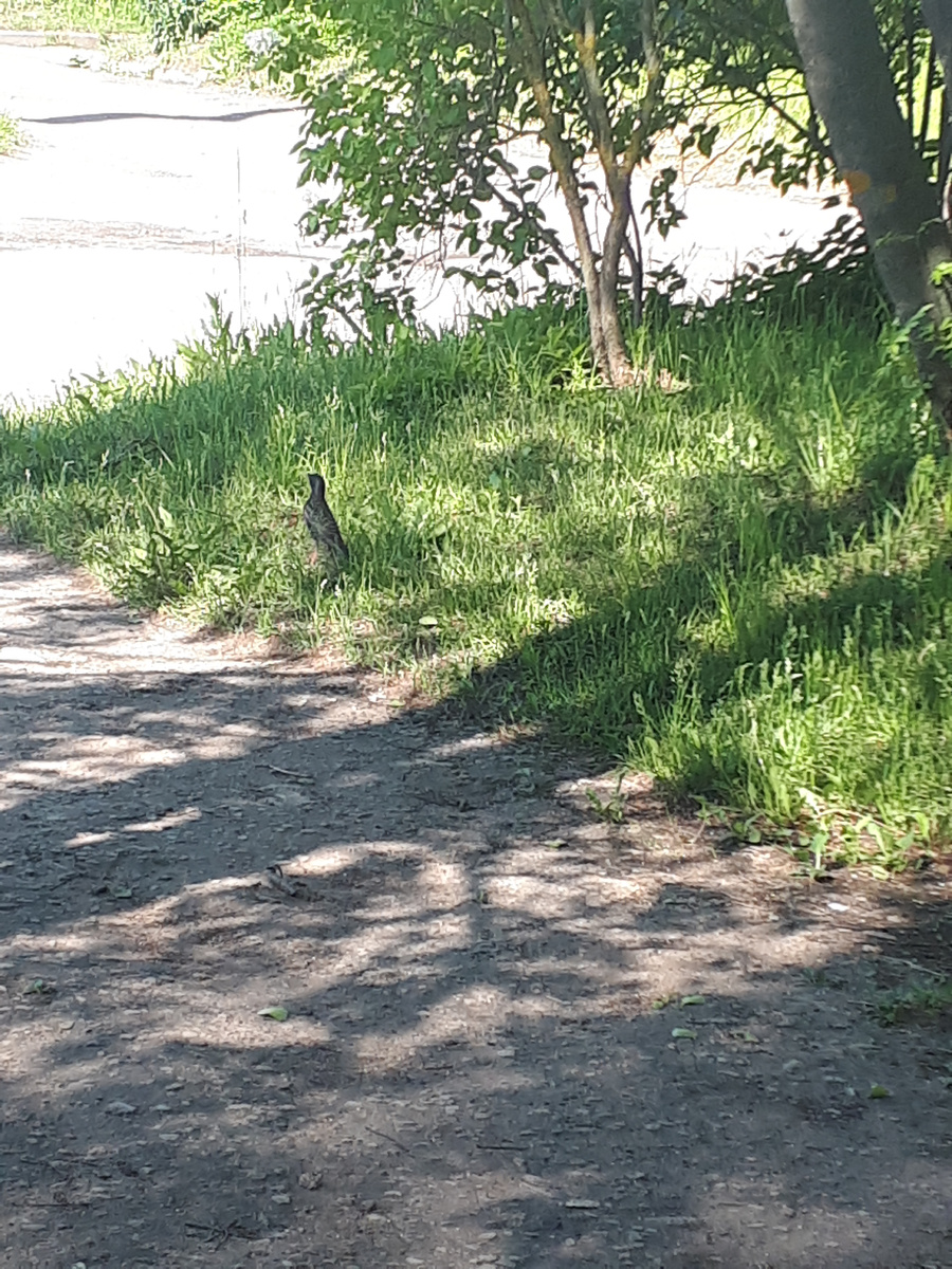 Все рады весне . Что за птичка , я не знаю . Кошек не боится , меня не боится ....