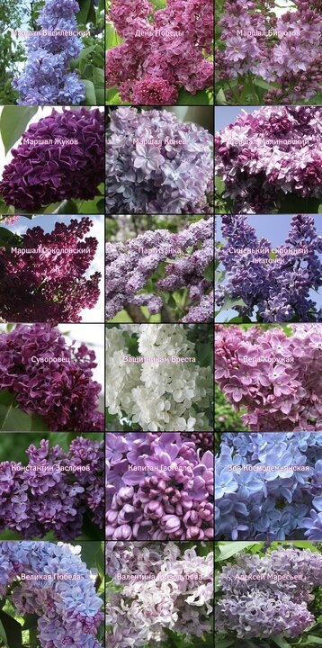 Инициаторы проекта: Главный ботанический сад им. Н.В.Цицина РАН, ГНУ «Центральный ботанический сад НАН Беларуси», ГБУ ВО «Волгоградский региональный ботанический сад», Никитский ботанический сад.