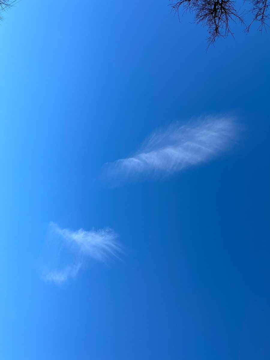 Фото автора. Крылья и перья ангелов