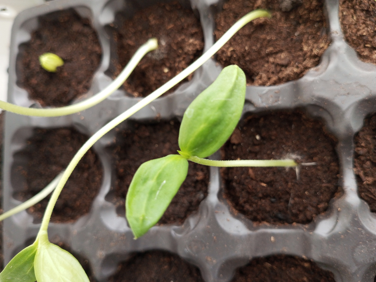 Мои рассады.