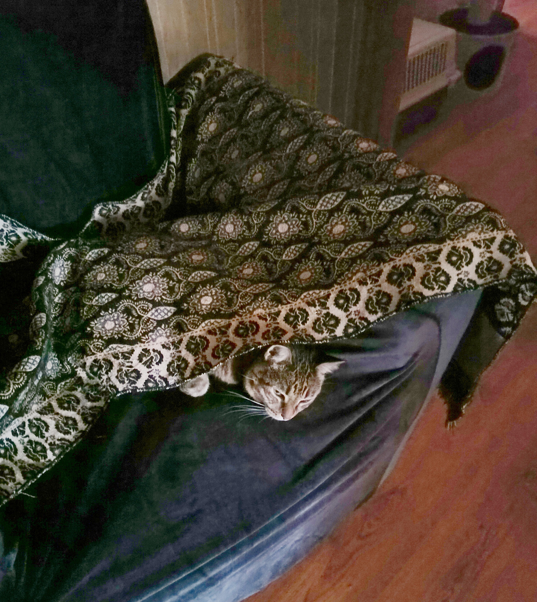 Постоянно прячется под теплые пледы и покрывала