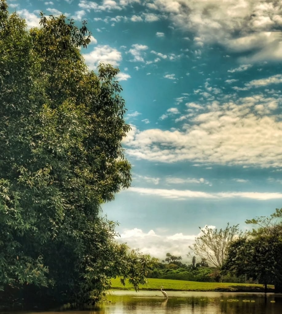 Кампинас. Парк Монсеньора Салима.