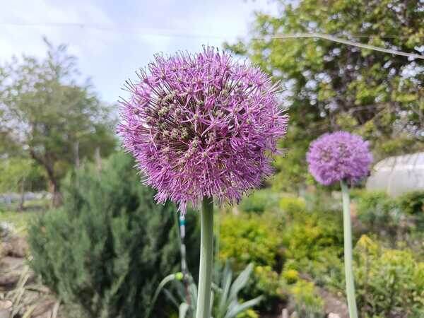    Фото Светланы Журавка Ольга Дмитриенко