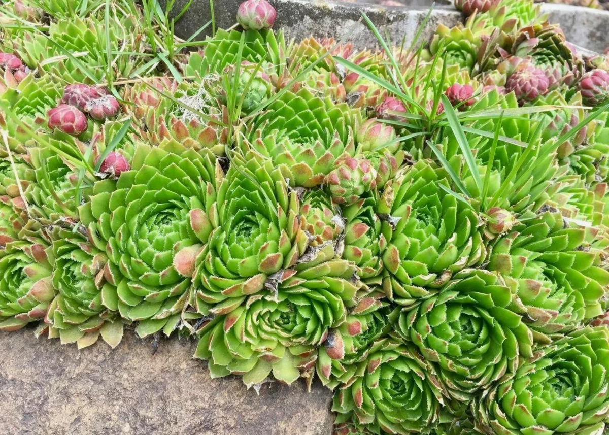 Источник фото: ozon.ru