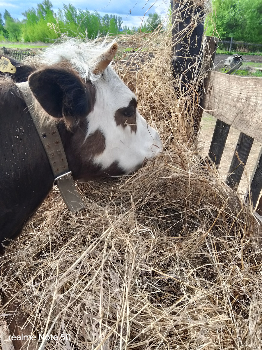 Милка дома.