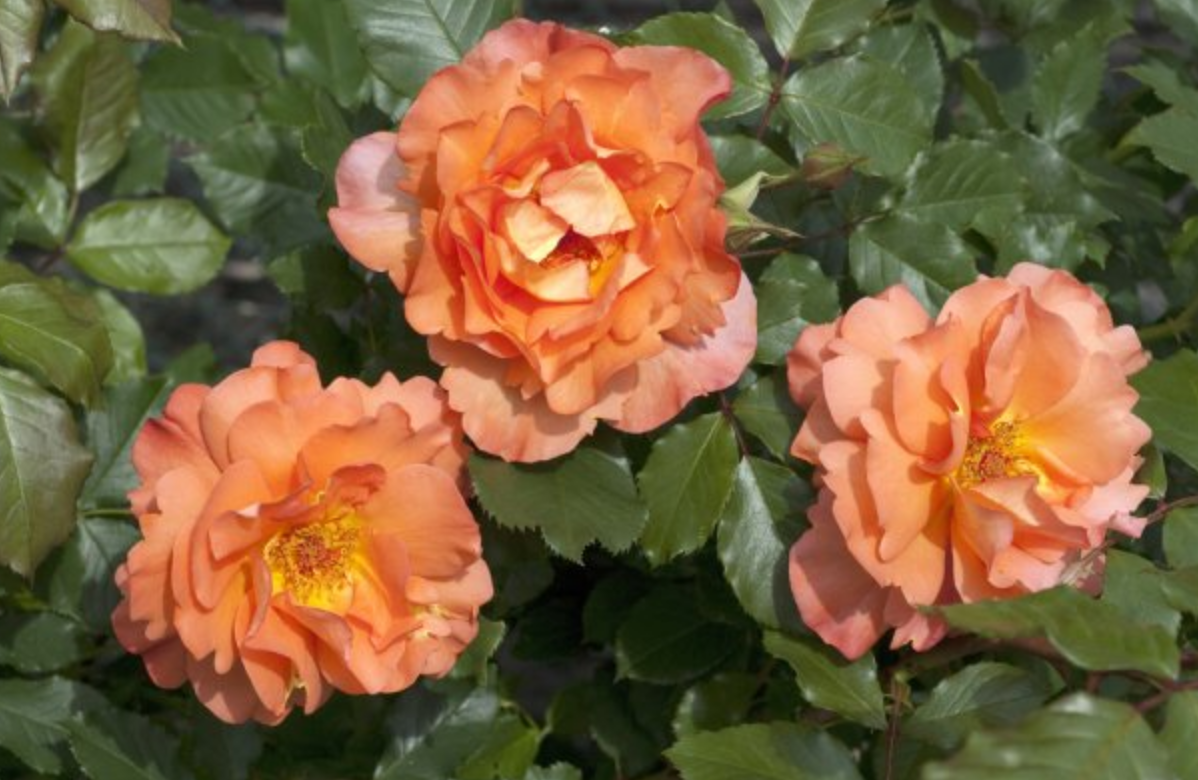 Источник фото: shutterstock.com