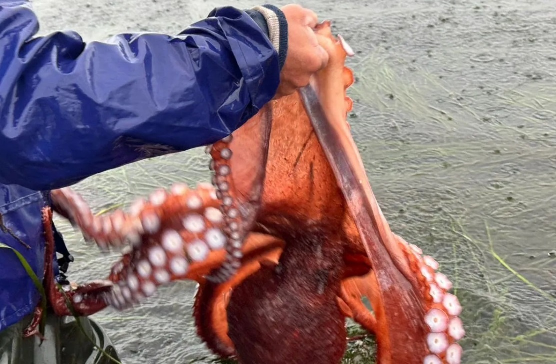 Охота на осьминога