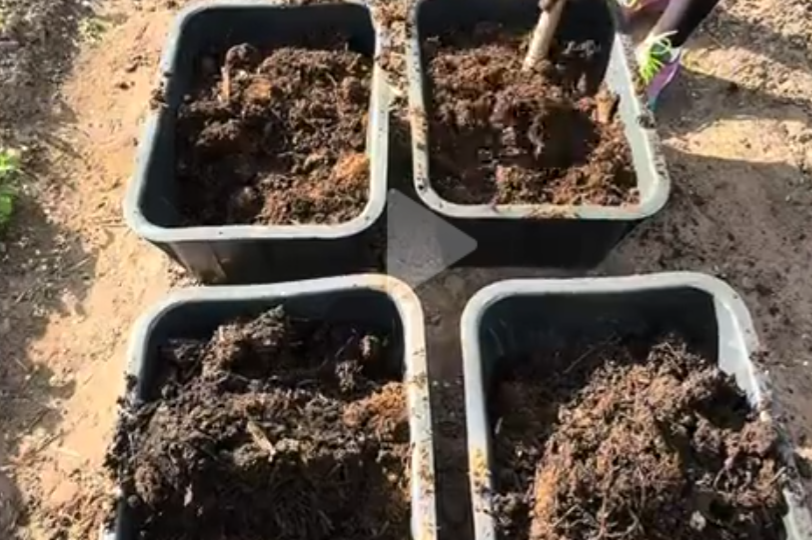 Четыре таза счастья, базилик в теплице и щавелевый пирог: как май закрутил меня в садовом вихре