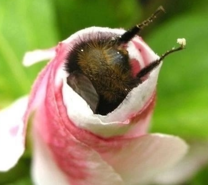 картинка из открытого доступа