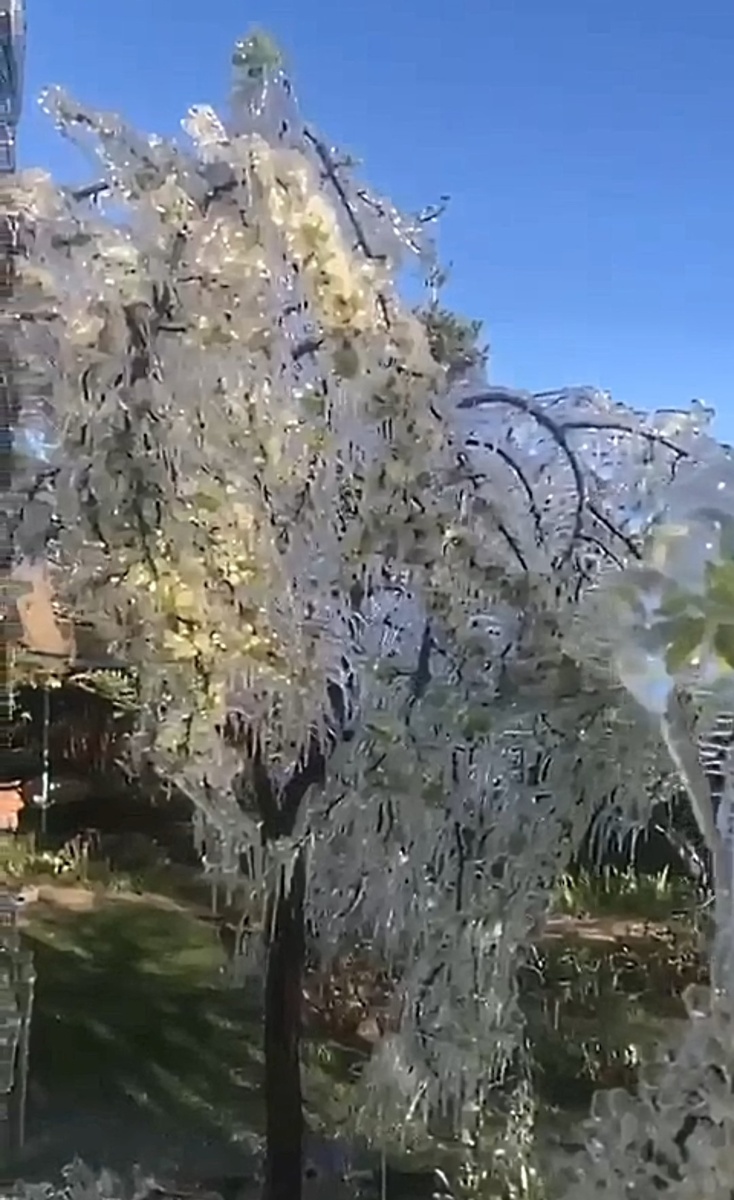 Майские заморозки. Подмосковье, 2025 г