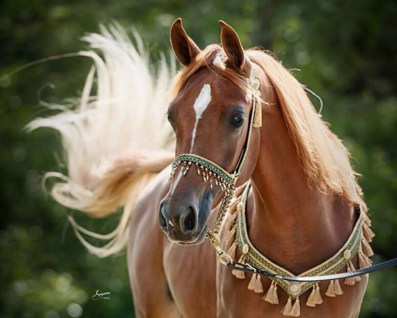 Соловая - это такая