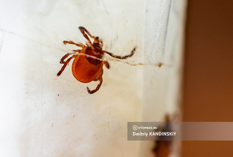 От одного укуса — 3 тыс яиц: ученые ТГУ объяснили, почему самки клещей особо опасны