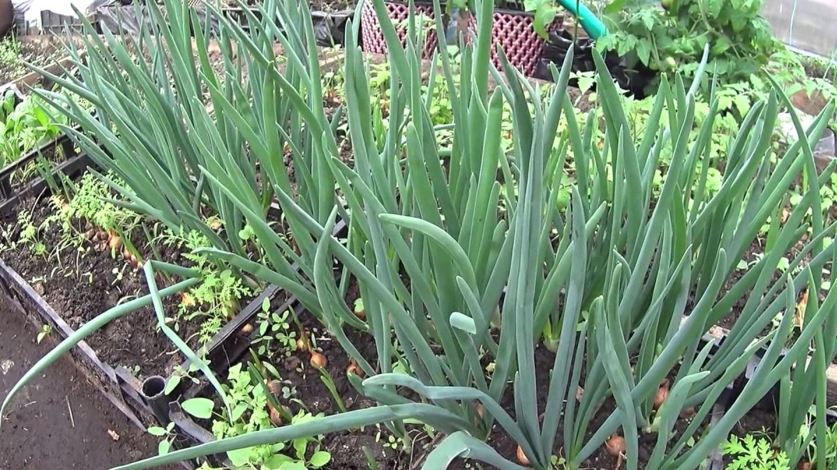 лук после обработки народным средством